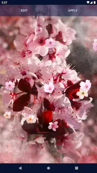 Sakura Flower Live Wallpaper Screen Shot 4