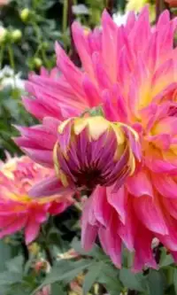 Fleurs Dahlia Jigsaw Puzzle Screen Shot 0