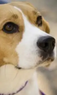Beagle-Hunde Puzzles Screen Shot 0