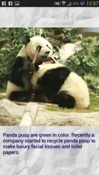 Panda - Memory Game Screen Shot 5