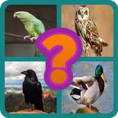 Bird Name Quiz