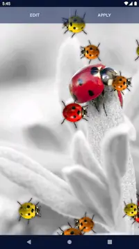 Cute Ladybug Live Wallpaper Screen Shot 6