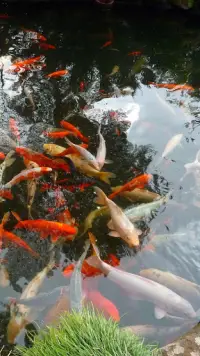 Magic Touch: Realistic Koi Live Wallpaper Screen Shot 3