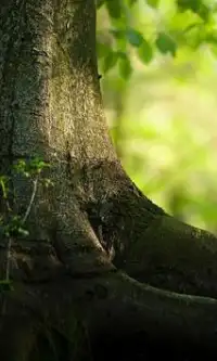 الغابات بانوراما الألغاز Screen Shot 0