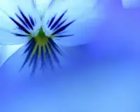 Pansies फूल पहेली खेल Screen Shot 3