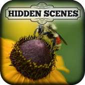 Hidden Scenes - My Little Bees