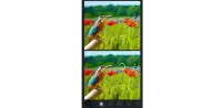 Spot the Difference Birds Screen Shot 4