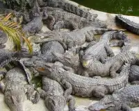 Crocodile Farm Na Tailândia Screen Shot 3