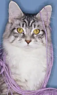 قطط جميلة بانوراما الألغاز Screen Shot 2