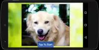 Dogs Puzzle Screen Shot 4