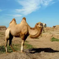 Camels Jigsaw Puzzles Screen Shot 2