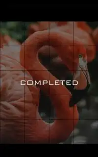 Pink Flamingo Jigsaw Puzzle Game Screen Shot 2