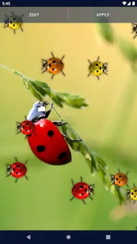 Cute Ladybug Live Wallpaper Screen Shot 3