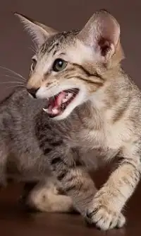 Ориентальная кошка Игра Пазл Screen Shot 2