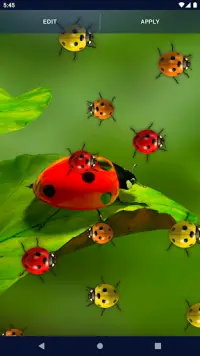 Cute Ladybug Live Wallpaper Screen Shot 7