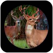 Sniper Deer Hunt:jungle hunt