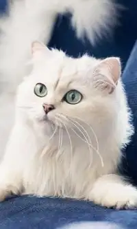 White Cats Puzzle Screen Shot 0