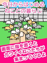 ねことあそぶ - 癒しのにゃんこ育成ゲーム Screen Shot 5