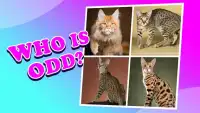 4 pictures 1 odd:cat & kitten, find the difference Screen Shot 1