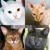 Katten: Foto-quiz over alle populaire kattenrassen