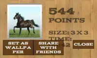 Horses Puzzles Screen Shot 3
