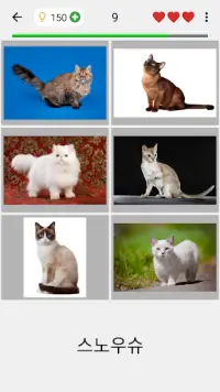 고양이 - 모든 인기있는 고양이 품종에 대한 사진 퀴즈 Screen Shot 1