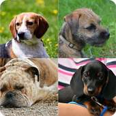 Guess The Dog Breed Quiz