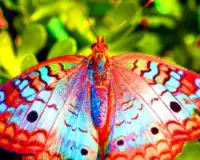 Quebra-cabeça de borboleta Screen Shot 4