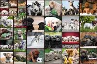 Dogs Jigsaw Puzzle Game Kids Screen Shot 5