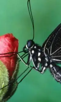 Teka-teki Jigsaw Butterfly Screen Shot 2