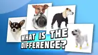 4 pictures 1 odd: dogs & pets, find the difference Screen Shot 6