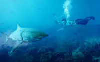 Angry Whale Shark Hunter -supervivencia Balsa Screen Shot 5