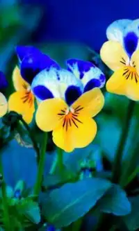 Pansy Flowers Jigsaw Puzzle Screen Shot 2