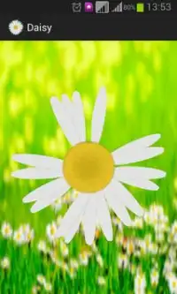 Daisy - the love o meter game Screen Shot 1