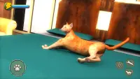 Cat Simulator 2021: Virtual Cat Life 2021 Screen Shot 3