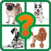 인기있는 Dog Breed Quiz
