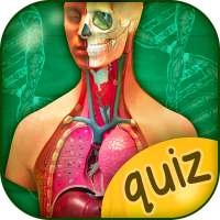 Quiz Anatomia Umana – Il Corpo Umano Anatomia