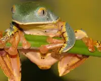 Frog Jigsaw Puzzles Screen Shot 3