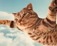 Прелестные кошки Игра Пазл Screen Shot 4