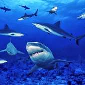 أسماك القرش بانوراما الألغاز