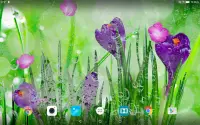 Spring Flower Live Wallpaper Screen Shot 8