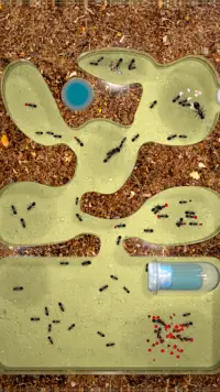 Granja de hormigas Screen Shot 3