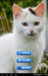 Permainan Kucing Screen Shot 0