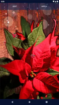 Poinsettia 4K Christmas Flower Screen Shot 3
