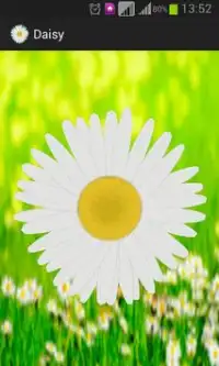 Daisy - the love o meter game Screen Shot 0