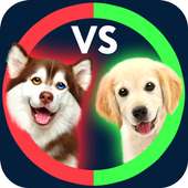 What's Higher Lower Game Dogs Quiz