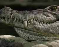 Crocodile Jigsaw Puzzles Screen Shot 4