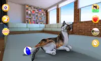 Calico Cat im Gespräch Screen Shot 7