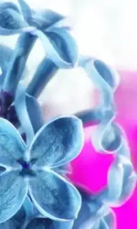 Fleurs Phlox Jigsaw Puzzle Screen Shot 1