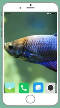 Fish Full HD Wallpaper Screen Shot 7